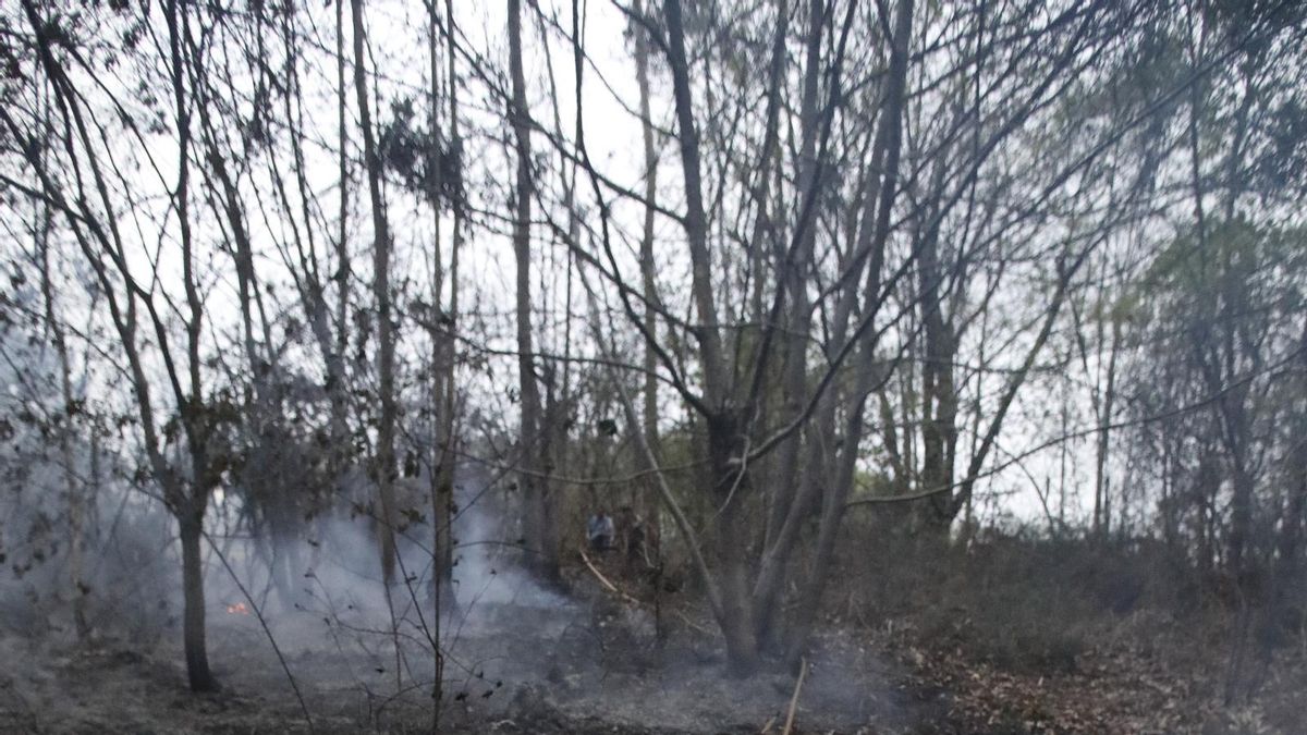 Terreno quemado en Siero durante los incendios.