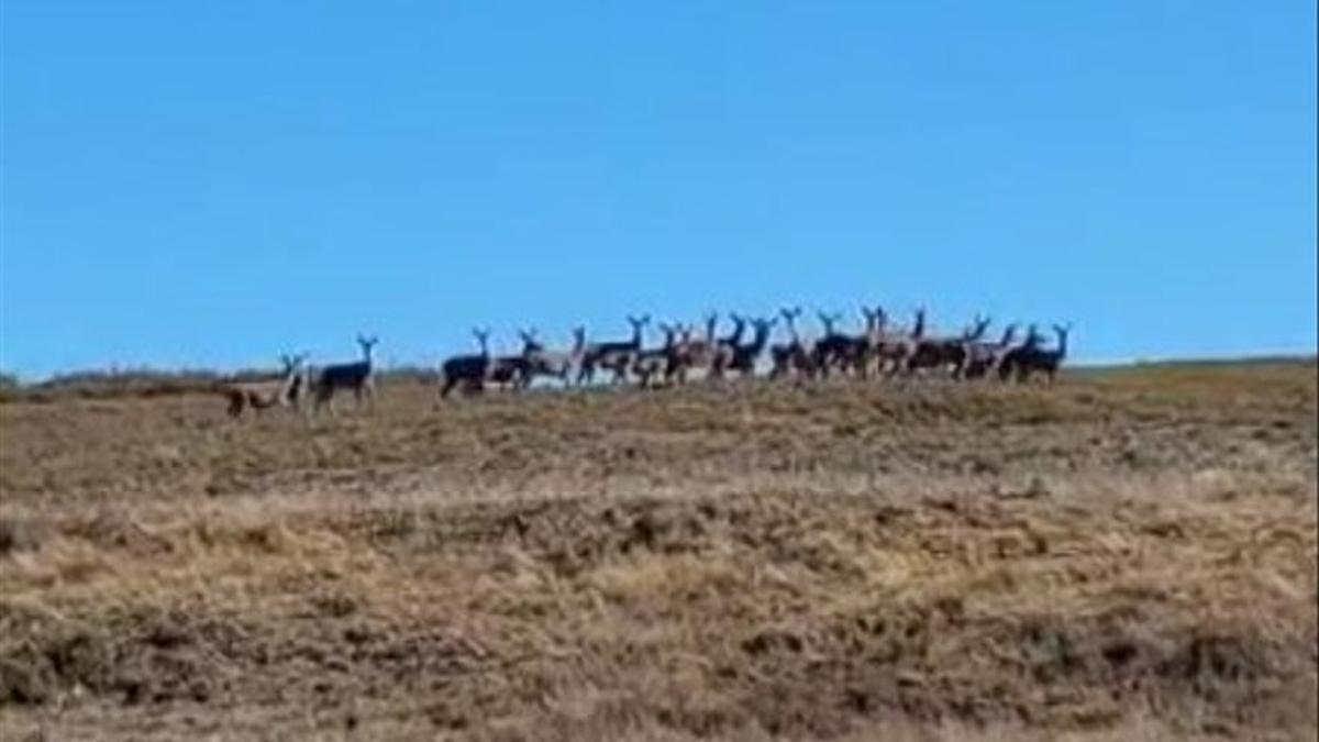 Las ciervas de Sanabria hacen manada contra el lobo: la poderosa fuerza de la naturaleza