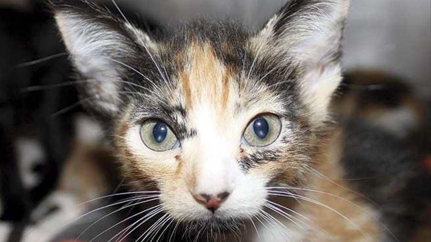 Archivbild einer Katze. Im Tierheim Llucmajor sollen alle Katzen an einem Virus erkrankt und verstorben sein