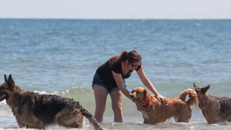 El cuatripartito se queda sin apoyos para validar la playa de perros de Torrevieja