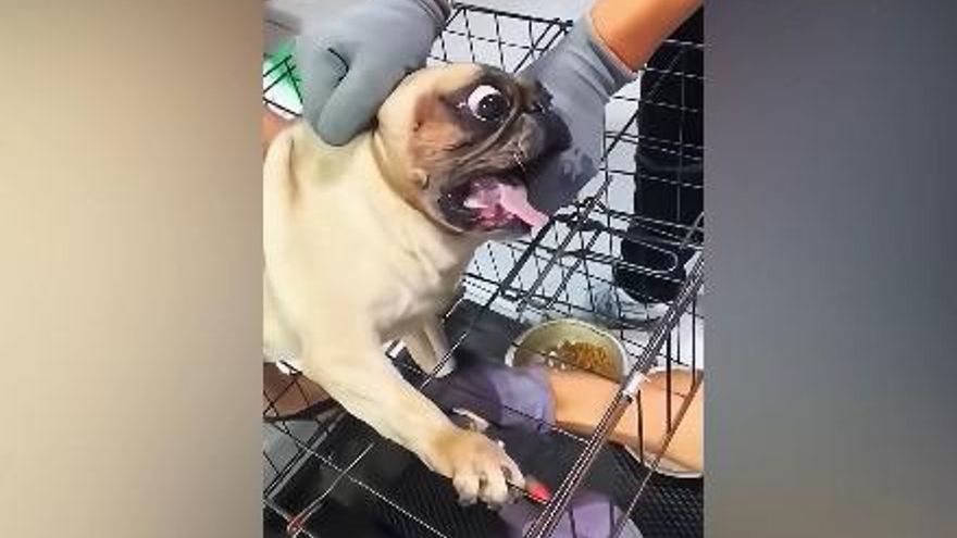 Muchos perros se resisten a cortarse las uñas porque tienen miedo.