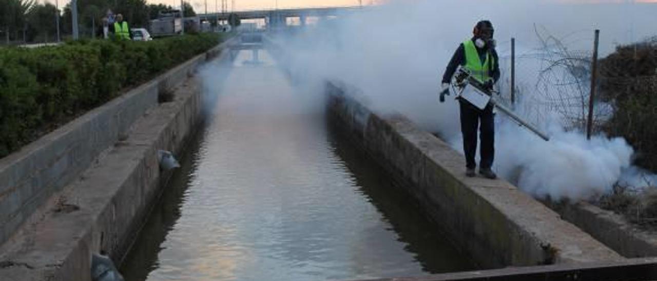 La Mancomunitat coordinará la lucha contra el mosquito tigre a la espera del Consell