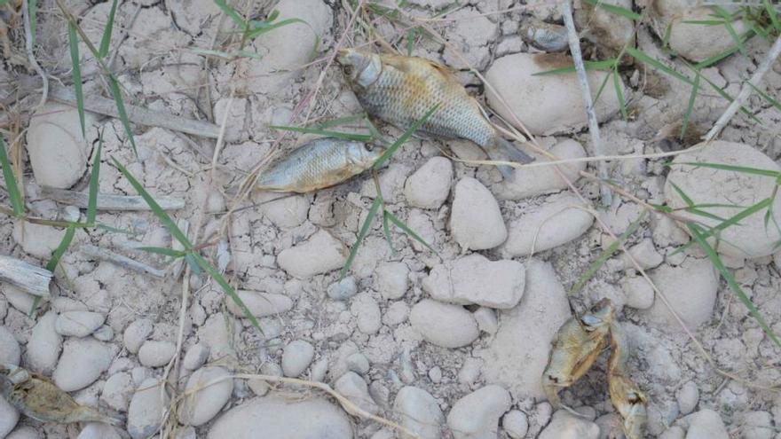 La sequía estival provoca la muerte de numerosos peces del Millars