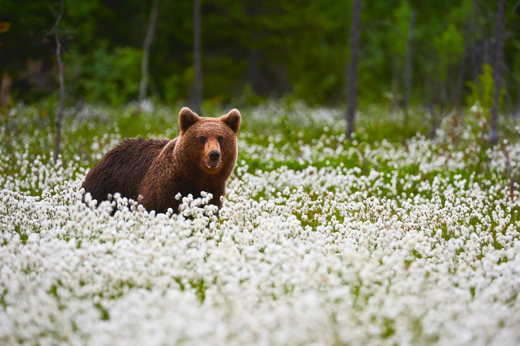 El oso pardo es una de las especies emblemáticas de los bosques finlandeses, visibles en libertad en regiones poco transitadas como Wild Taiga.