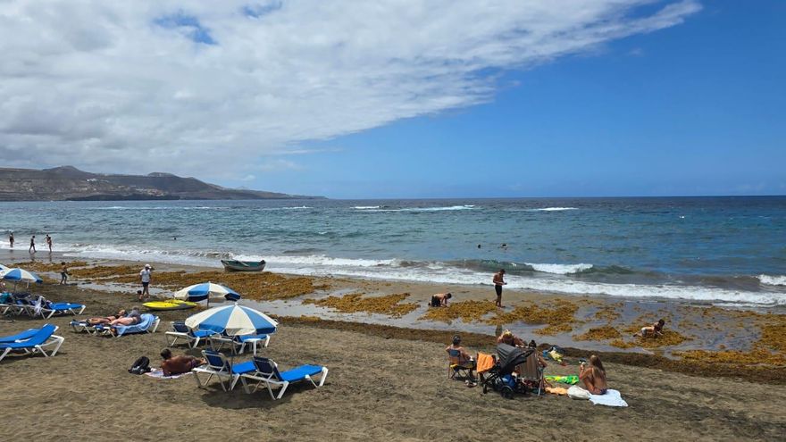 Todo lo que tienes que saber de las algas que han aparecido en Las Canteras los últimos días