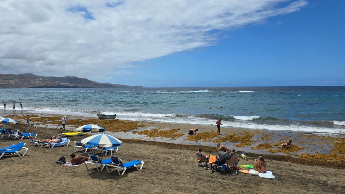 Algas en Las Canteras
