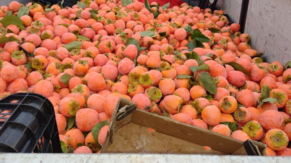 Foto de la Guardia Civil con la fruta recuperada.