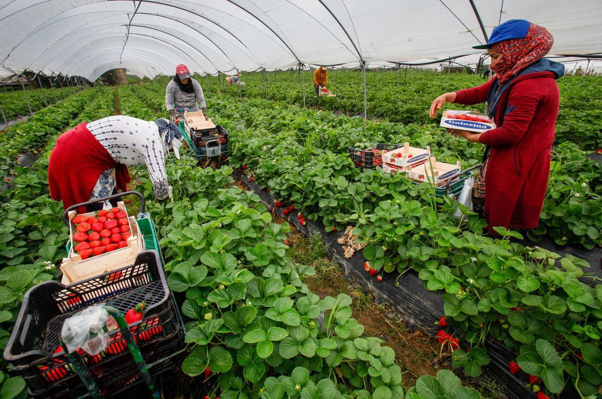 Trabajadoras de origen marroquí recogiendo fresas en Cartaya (Huelva).