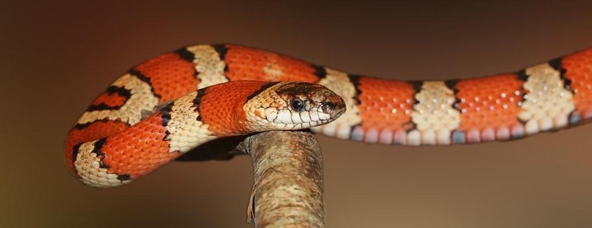 Horóscopo americano: Conoce cuál es tu signo del zodiaco y qué animal eres