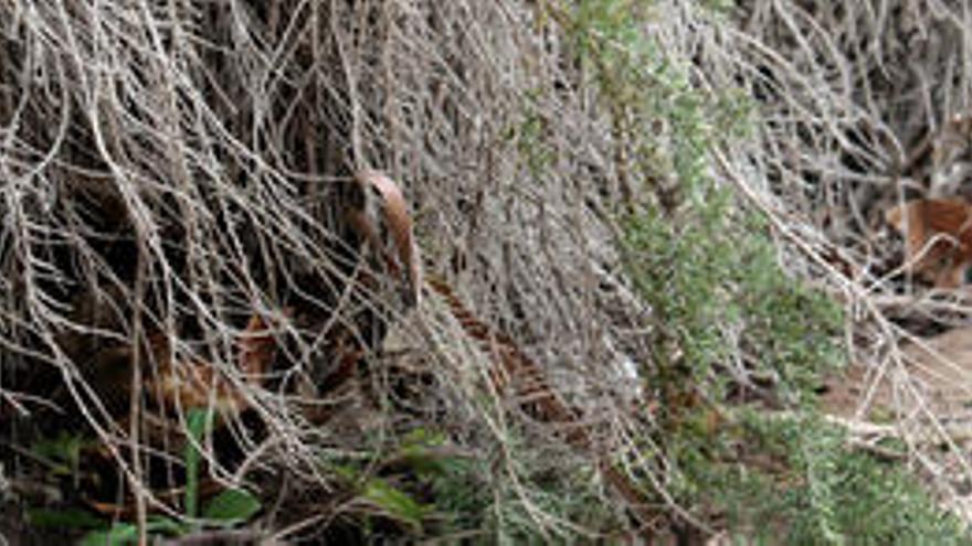 Encuentran &#039;Xylella&#039; en el campus de la UIB