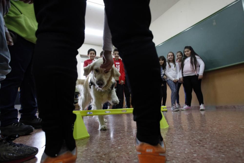 Perros en el CP Tremañes