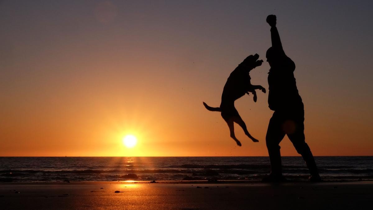 Una persona juega con un perro