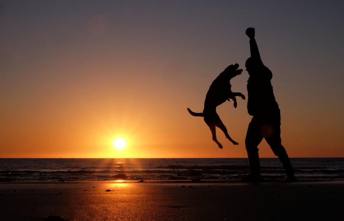 Una persona juega con un perro