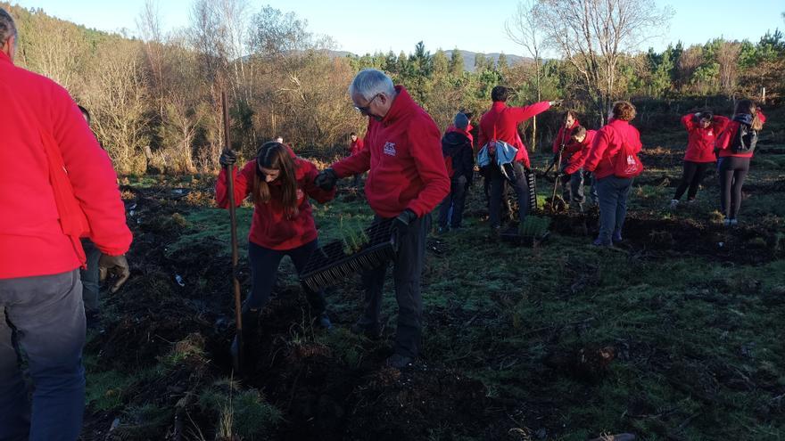 Comienza la reforestación en el monte de Carballedo