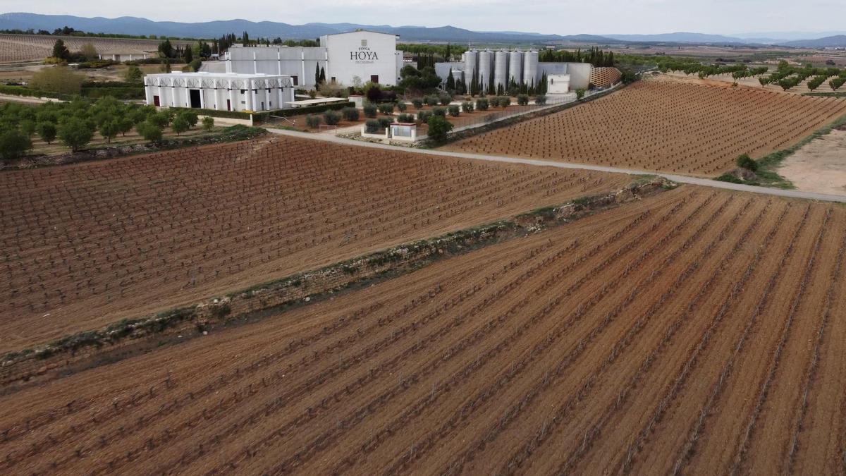 Perspectiva de la Finca Hoya de Cadenas, de bodegas Vicente Gandia.