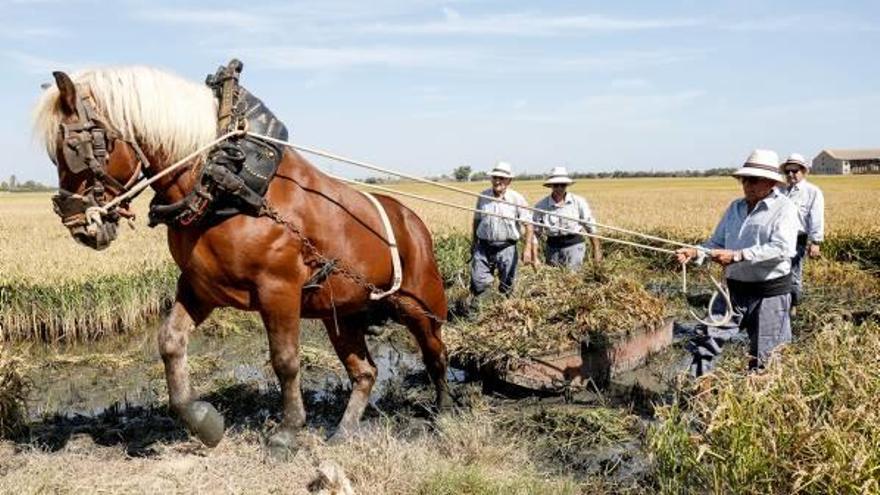 El caballo saca las garbas de arroz de un campo de Catarroja durante la muestra de siega tradicional de ayer.