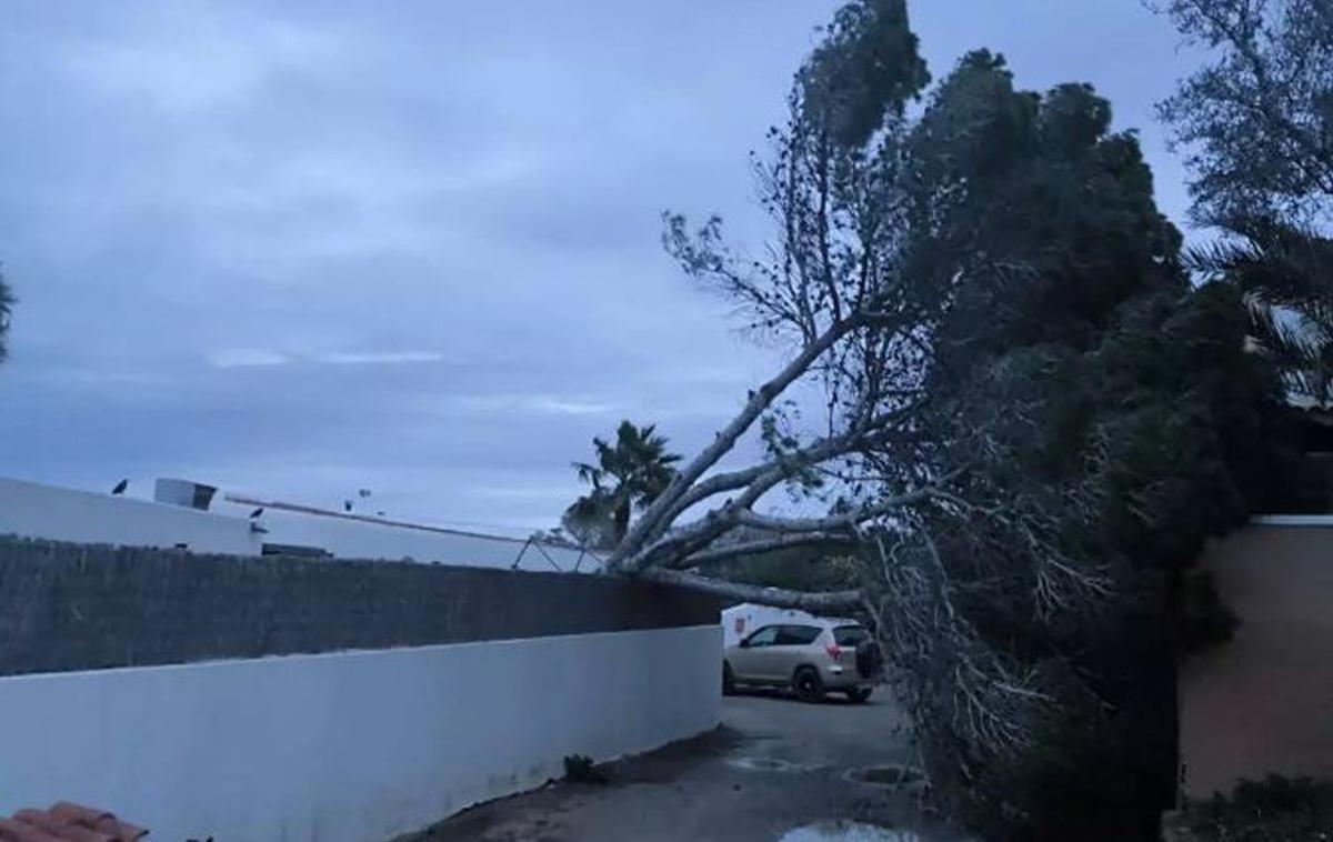 Un árbol de una casa de Platges de Comte desplomado sobre el muro de otra propiedad. | D.I.