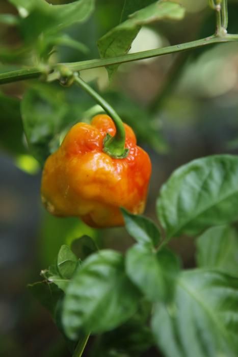 Die schärfsten Cayenne- und Chilischoten aus Sóller