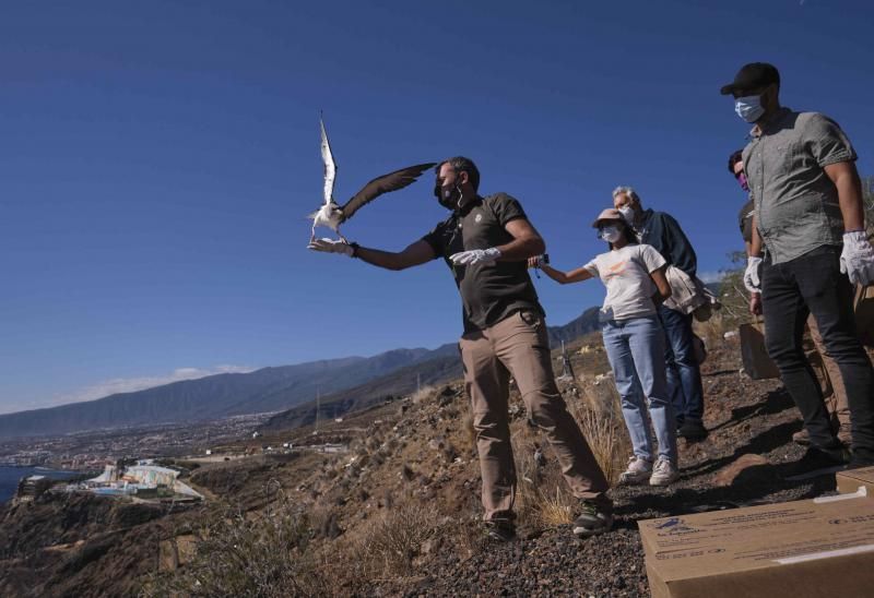 Liberación de una pardela cenicienta recuperada en la campaña de protección 2021