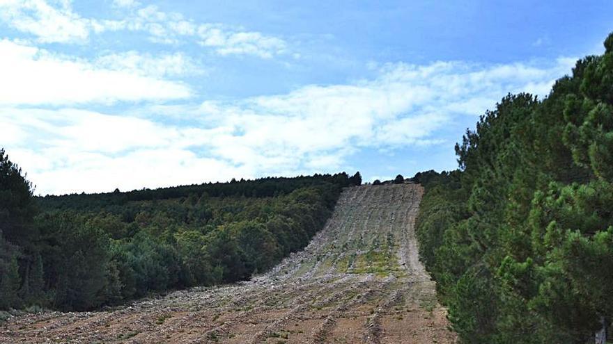 Ascenso hacia la sierra por uno de los cortafuegos. | A.S.