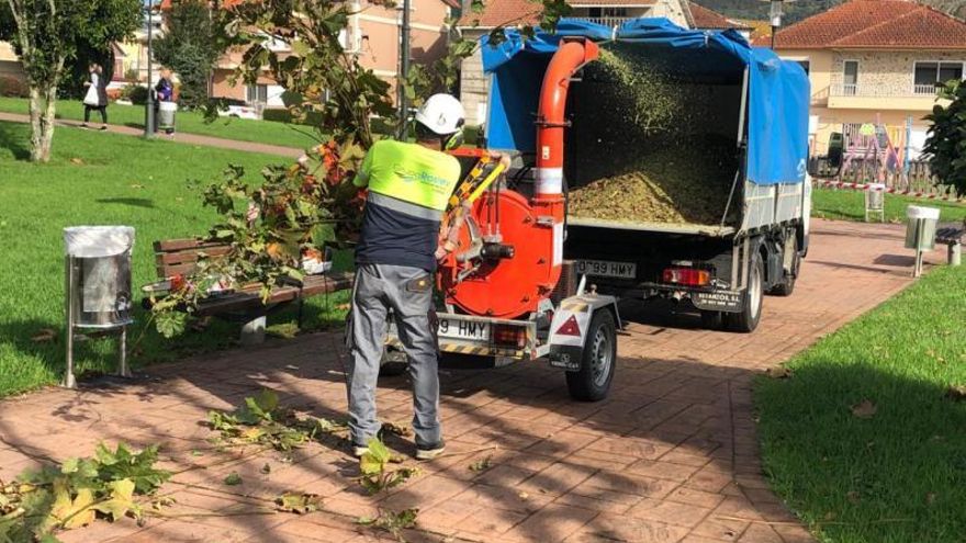 Moaña acelera la poda de los árboles que se decorarán con luces de Navidad