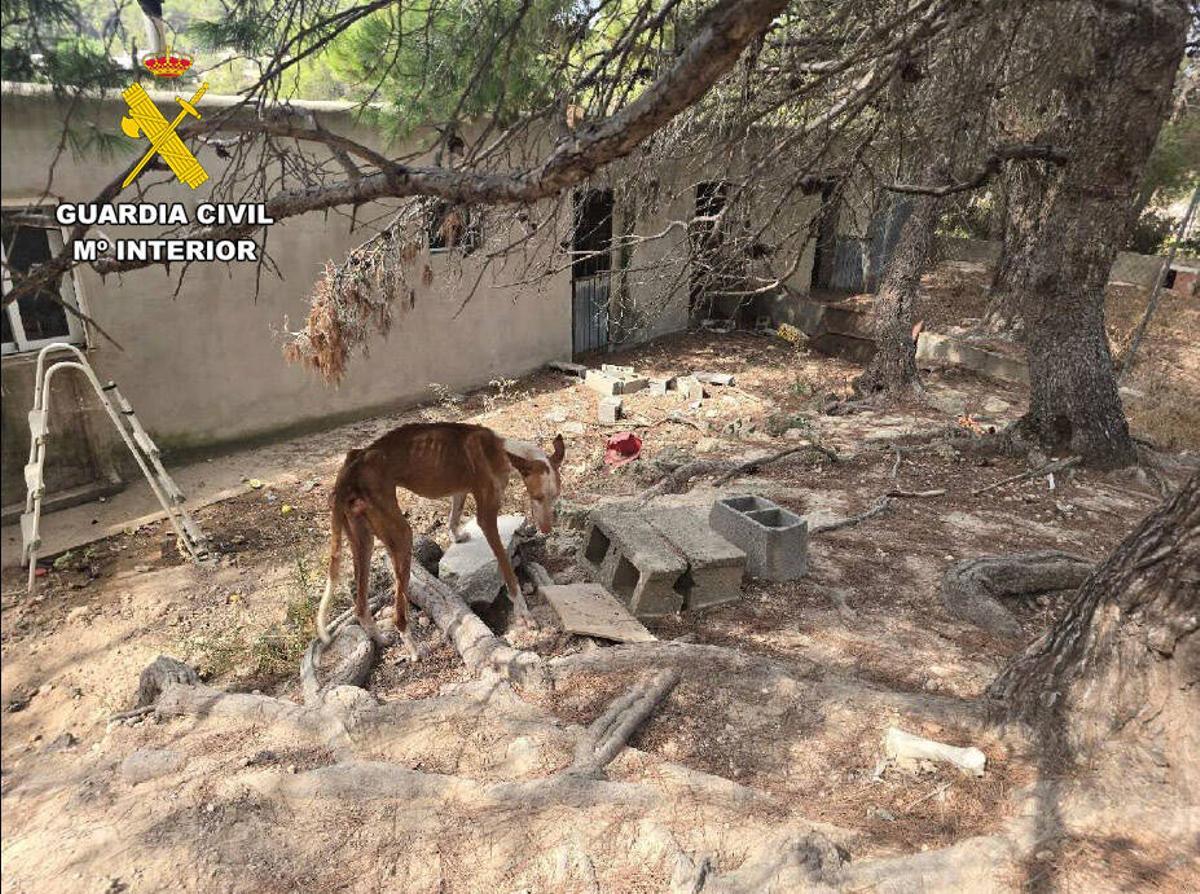 Finca en la que se han hallado los animales.