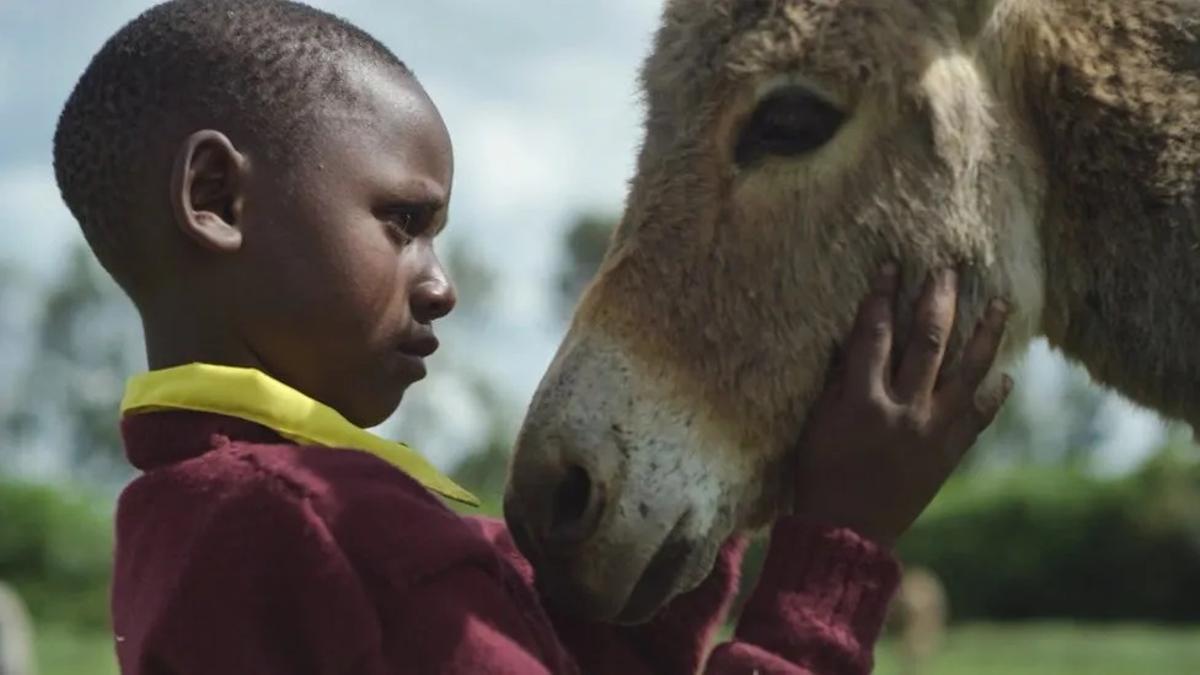 Donkeys are essential for the economy of thousands of families