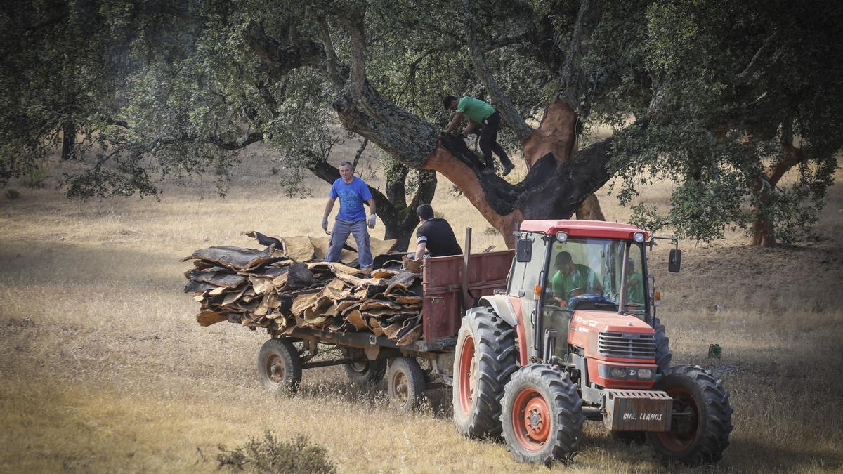 Trabajos de saca del corcho en un alcornocal.