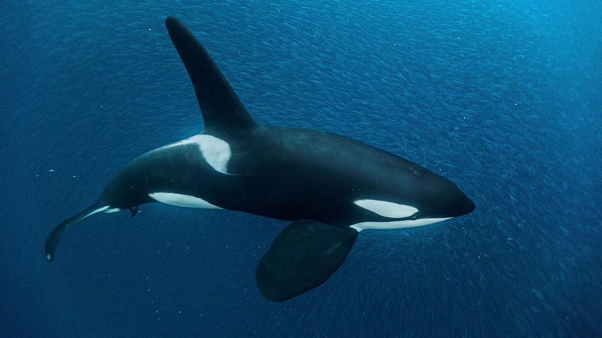 Las orcas han empezado a ser marcadas con GPS