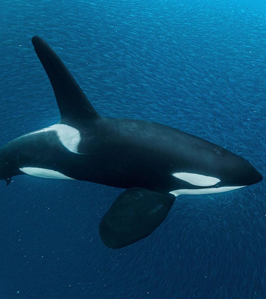 El Gobierno empieza a marcar orcas del Estrecho con GPS para evitar colisiones con barcos