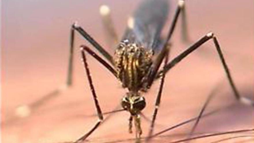 El mayor brote de virus del Nilo en Andalucía afecta ya a 35 personas