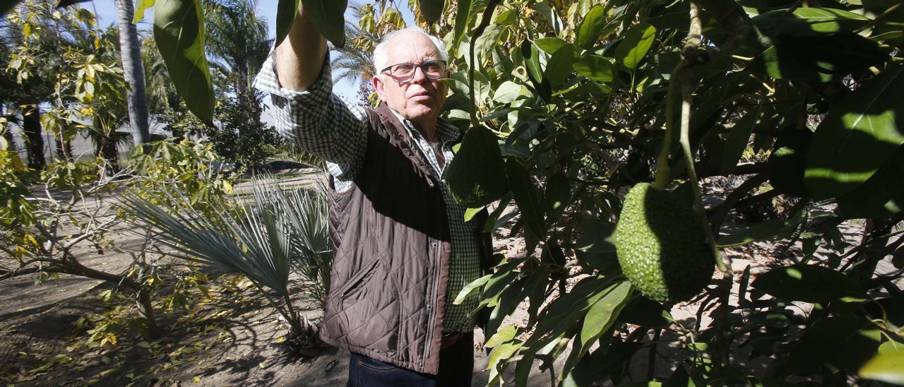 La superficie cultivada de aguacates se ha multiplicado en los últimos años en Castellón.