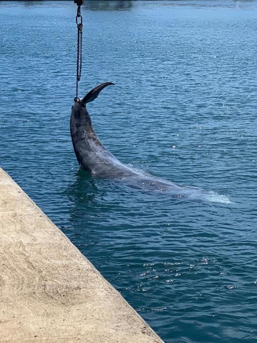 Hallan un cetáceo muerto en Radazul