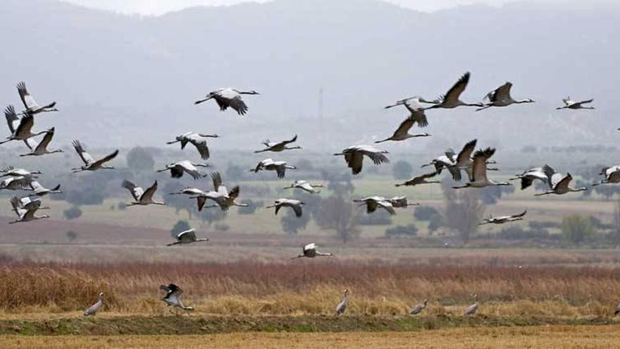 Extremadura da la bienvenida a las grullas con rutas y espectáculos