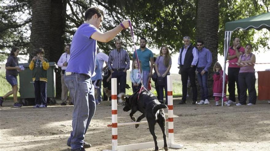 Adana Badajoz atiende 150 perros abandonados en 2013 y encuentra adoptantes para 100