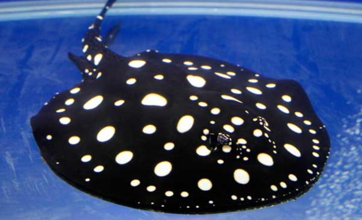 Una rajada amb la pell de llunes es mostra durant la International Aqua Expo a Taipei (Taiwan).