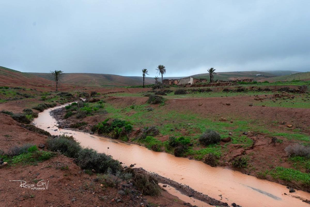 Teguise se cubre de verde tras las últimas lluvias de 2025 en Lanzarote