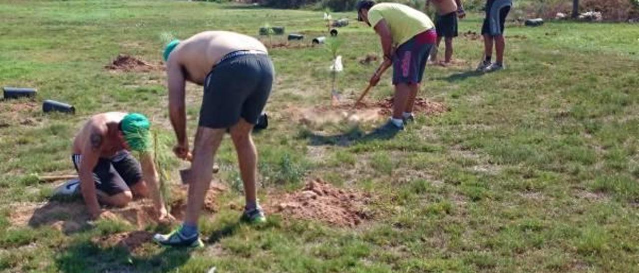 Amics de Palanques dispone en les Alqueries de un parque con cerca de 60 ejemplares de árboles clonados.