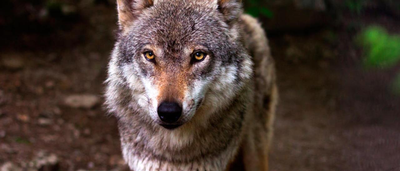 Los avisos de ataques de lobos en Galicia crecieron en el último año un 30% // Pixabay