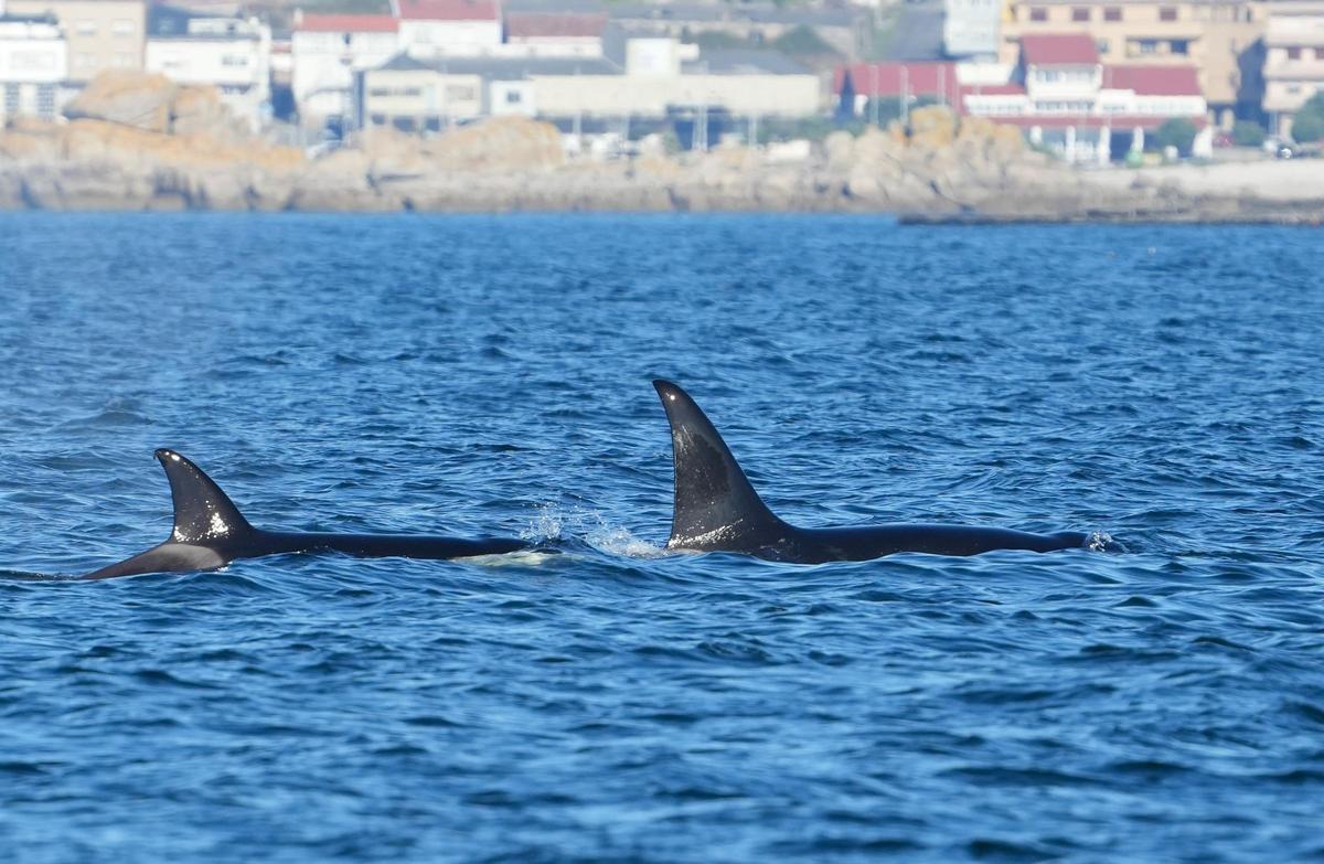 Orcas fotografiadas desde el barco pesquero rehabilitado "Chasula" en aguas de la ría de Arousa. El 20 de agosto de 2023 a la altura de Rúa, Sálvora y la costa de Castiñeiras y Aguiño, en el Concello de Ribeira.