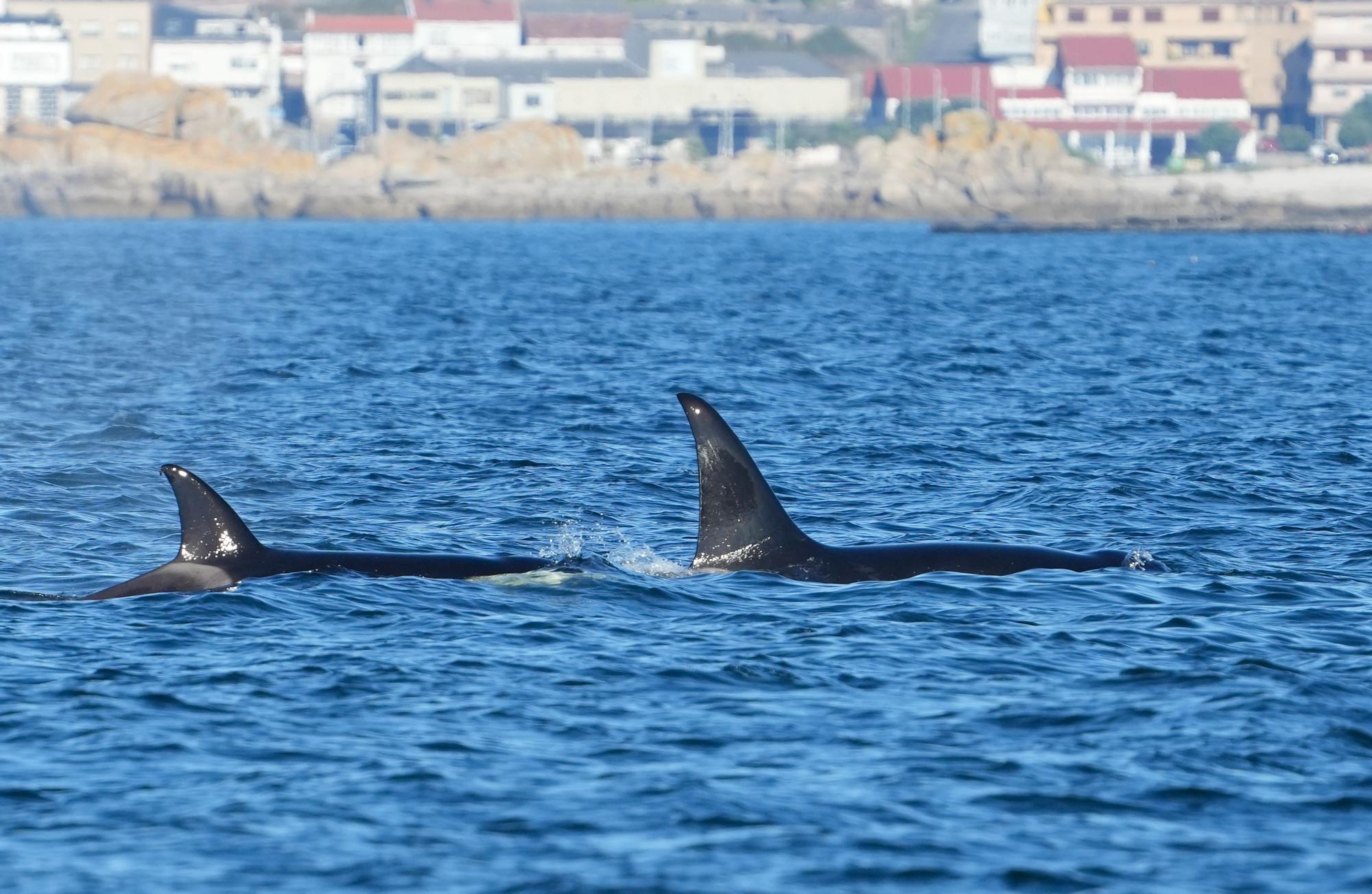 Orcas fotografiadas desde el barco pesquero rehabilitado "Chasula" en aguas de la ría de Arousa. El 20 de agosto de 2023 a la altura de Rúa, Sálvora y la costa de Castiñeiras y Aguiño, en el Concello de Ribeira.