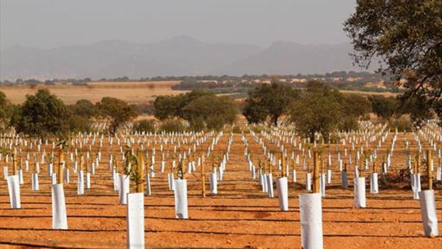 Denuncian que una finca se dedique ahora al olivar