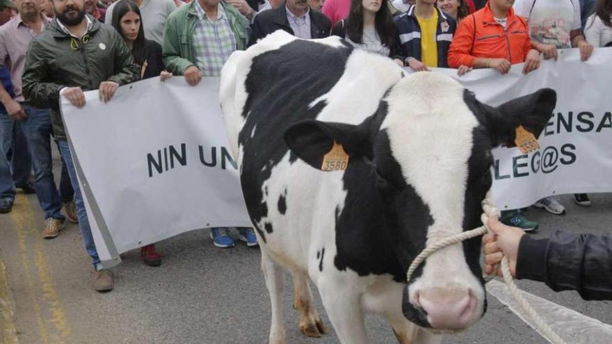 Una vaca en una protesta de los ganaderos el pasado verano en Santiago por los bajos precios de la leche.