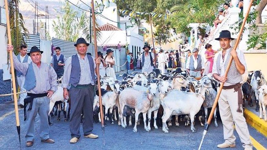 El ganado recordando la trashumancia que llegaba antiguamente a Mogán procedente de Tejeda.