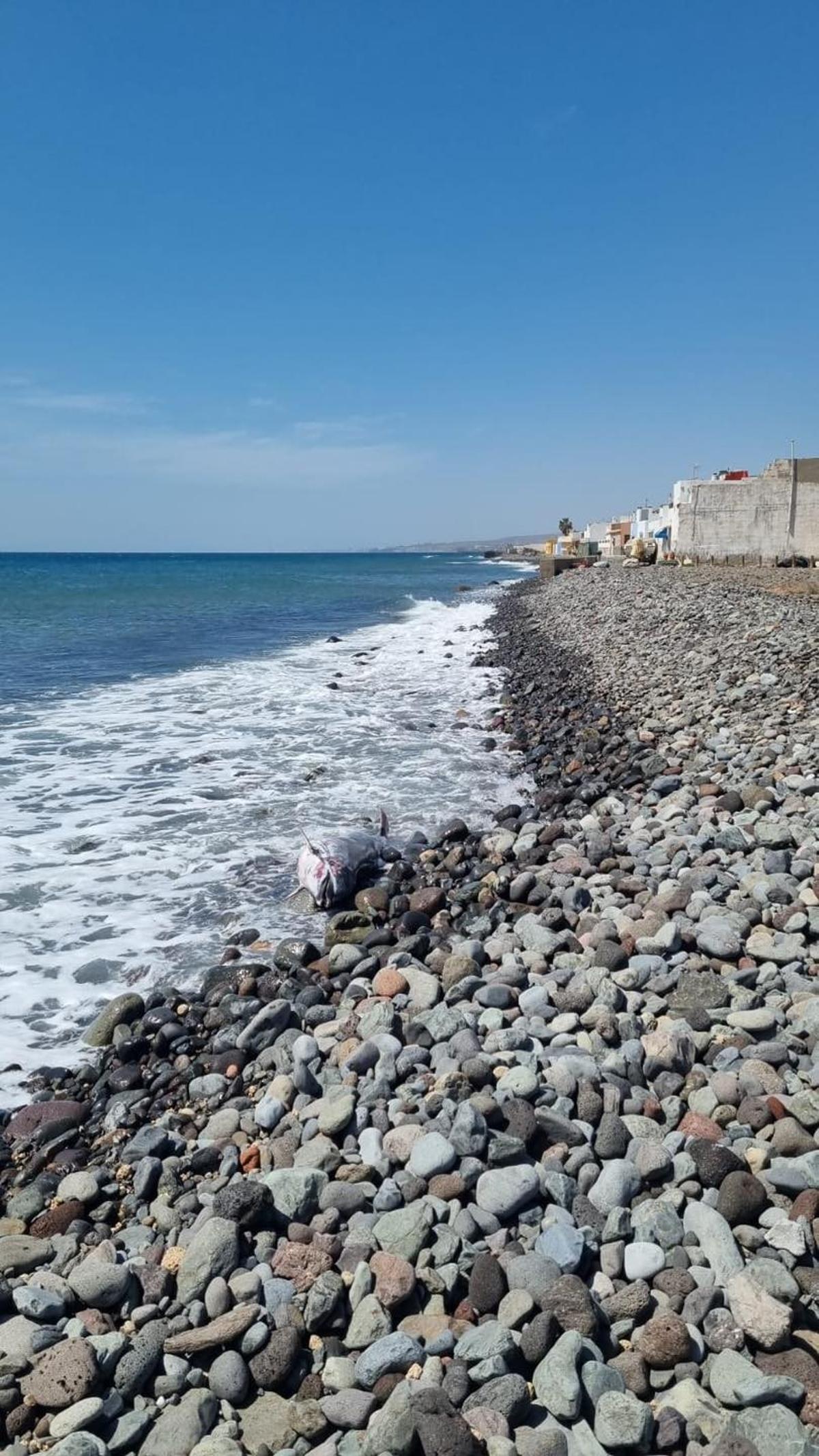 Imagen del cuerpo inerte del delfín en la playa de Los Tártagos, en el sur de Gran Canaria.