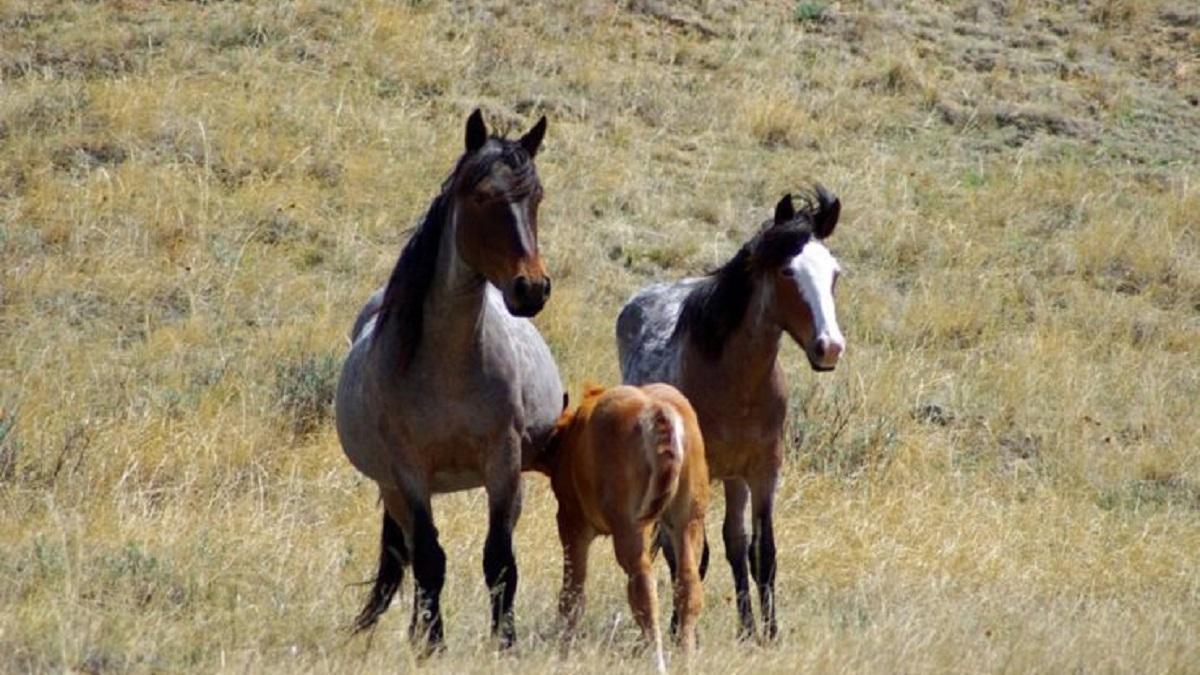 Hay presencia del virus del Nilo en caballos de Huelva y Sevilla