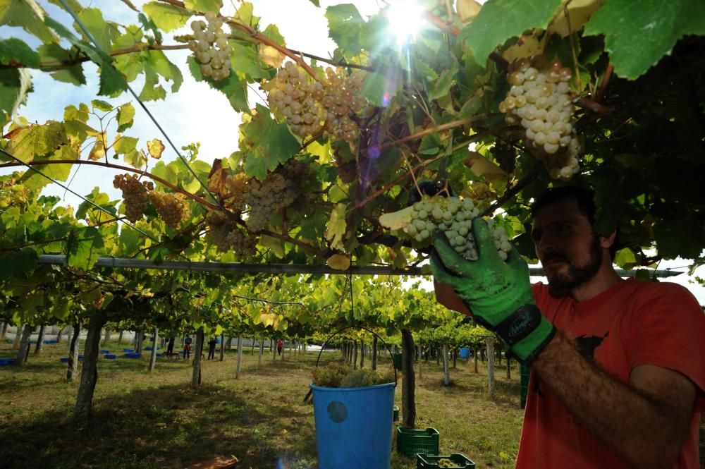 Las bodegas más madrugadoras de Rías Baixas ya rozan el millón de kilos de uva vendimiada