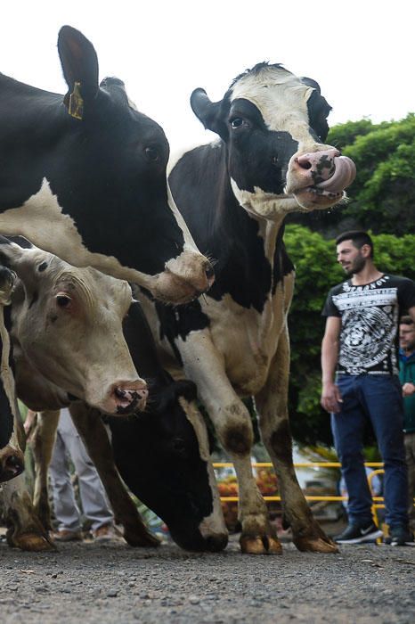 El Cabildo recibe 33 vacas