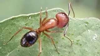 Así son las hormigas “cirujanas” que amputan las extremidades heridas de sus compañeras