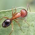 Imagen de archivo de una hormiga carpintera de Florida (Camponotus floridanus).